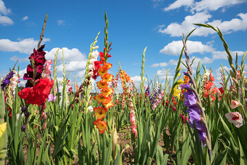 field with colorful gladiolas flowers. blue sky with clouds