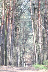 Fototapeta premium walk in the woods