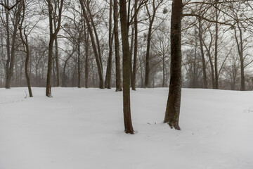 deciduous trees in winter during snowfall