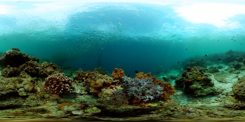 Fototapeta na wymiar Soft and hard coral garden and sardine run underwater life scene. Equirectangular panoramic.