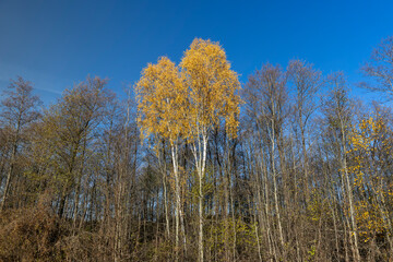 yellowed foliage on birch trees in the autumn season