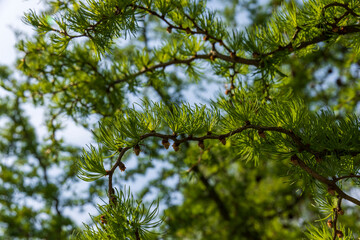 soft green needles on larch in spring, close-up