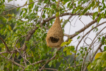 Yala National Park, Sri Lanka