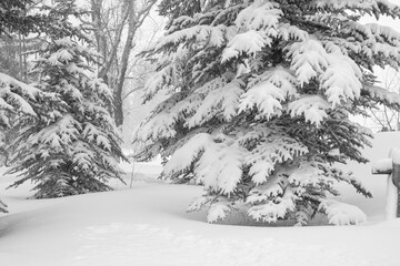 Snow covered spruce trees after storm; Grand Teton NP; Wyoming
