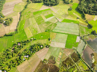 Top view of paddy rice fields and greenery trees. Tablas Island. Romblon, Philippines.