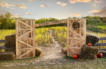 Corn maze and agricultural field. Summer harvest holiday festival