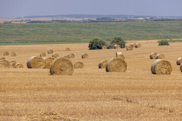 Fototapeta premium stacks of wheat straw in the field after harvest