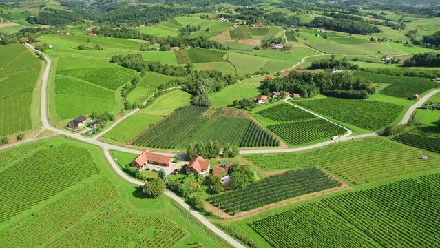 Traditional vineyards in Jeruzalem wine region in Eastern Slovenia.