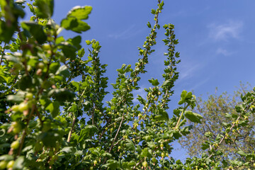 green berries on gooseberry bushes against a blue sky