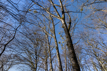 the tops of various deciduous trees in the spring season