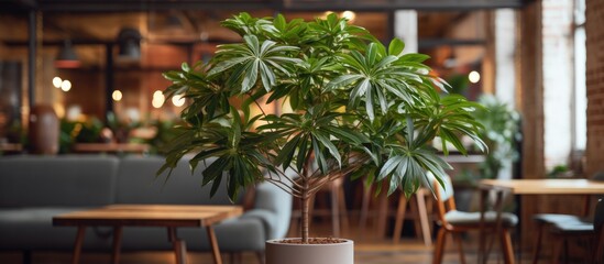 A Schefflera arboricola potted plant with large leaves sits on top of a wooden table, adding greenery to the interior space.