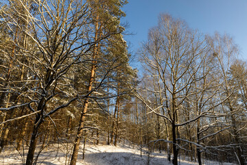 snow-covered land and trees in the forest