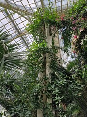 Tropical plants growing under the roof