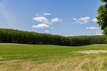 cereal growing business in eastern europe