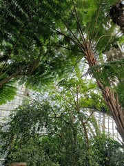 Naklejka premium Tropical plants growing under the roof