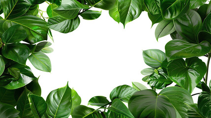 borders with greenery like Philodendron framing an empty text space isolated against transparent
