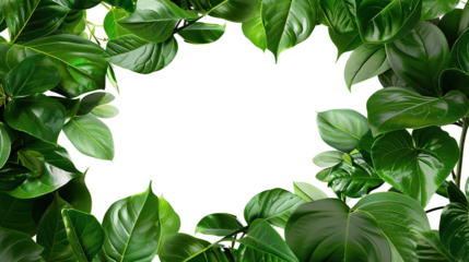 borders with greenery like Philodendron framing an empty text space isolated against transparent
