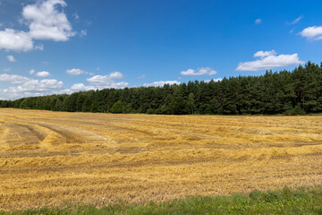 Obraz premium golden dry stubble on wheat in the field in summer