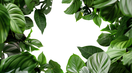 borders with greenery like Philodendron framing an empty text space isolated against transparent
