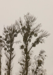 deciduous trees without foliage in winter during a snowstorm