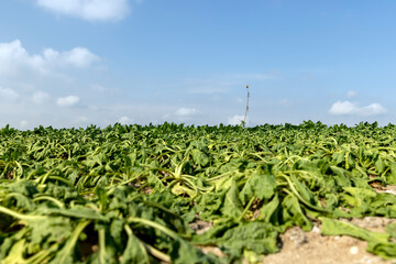 Fototapeta na wymiar a field with withered beets during heat and drought