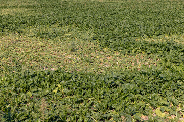 a field with withered beets during heat and drought