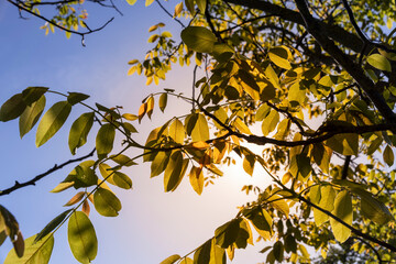 yellow-green walnut foliage in a fruit garden