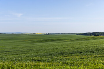 grass growing near the forest in the summer