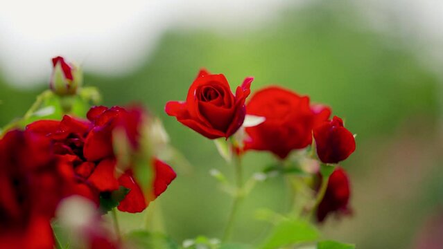 Red Roses With Velvety Petals And Soft Blur