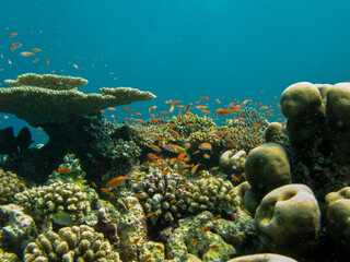 Colorful Coral Reef: Scuba Diving in the Maldives