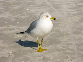 Seagull Walking on Naples Beach, Florida