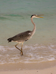 Heron on the Sandy Beach in the Maldives
