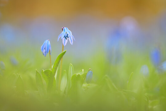 Blaustern scilla