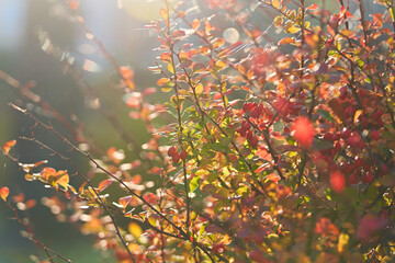 Autumn shrub with yellowed foliage in the background light. Selective focus