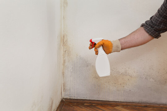 Mold removal in home, worker spraying cleaning solution from bottle to wall, closeup of hand with bottle