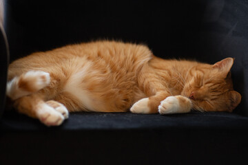Śpiący rudy kotek - obrazy, fototapety, plakaty