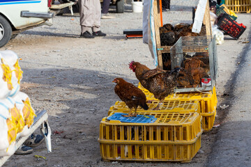 Chickens in a cage for sale at a flea market in a rural area with elaborate details. Falavarjan,...