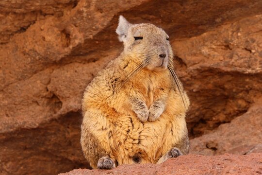 Vizcacha in Bolivia 