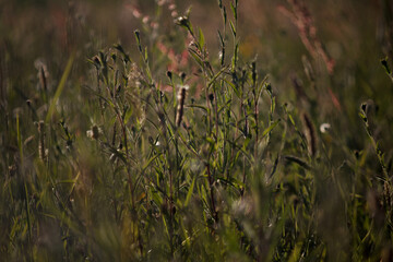 Primer plano de plantas y flores en un prado