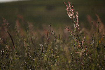 Flores y hierbas en un campo con el fondo desenfocado