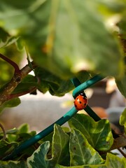 ladybird on leaf