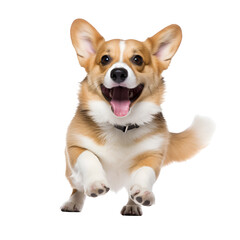 Playing stand, full body of a happy corgi dog, Isolated on Transparent Background, PNG