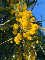 yellow flowers on sky