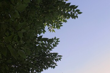 leaves against blue sky