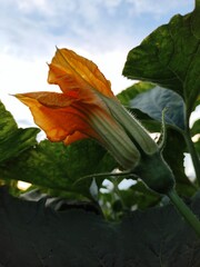 pumpkin flower 