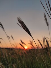sunset in the field