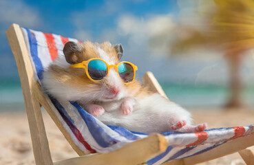 Funny hamster with sunglasses is relaxing in a sun lounger on the beach - obrazy, fototapety, plakaty