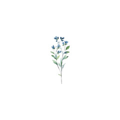 Fototapeta na wymiar flowers isolated on white