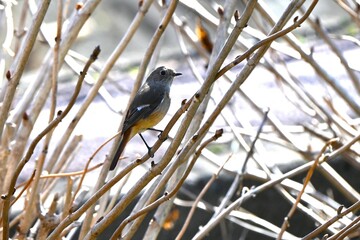 A daurian redstart female.Wild bird background material.