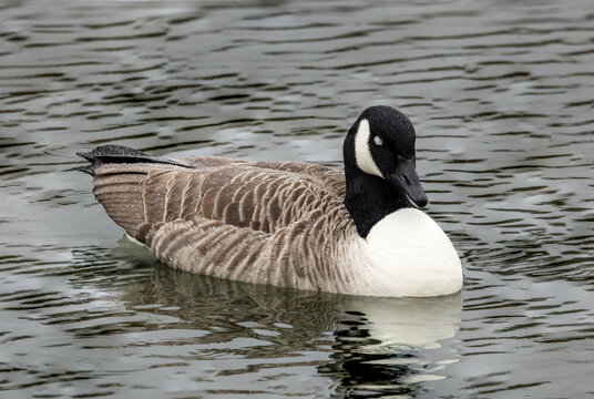 Canadian goose swimming in water. Water droplets on body from diving.